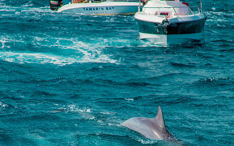 Delfinbeobachtung auf Mauritius – Crystal Rock & Île aux Bénitiers