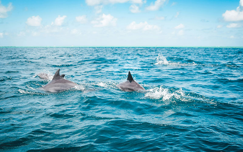 Magische Begegnung mit Delfinen – 2,5 Stunden auf Mauritius